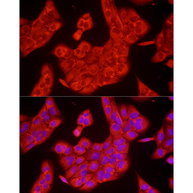 Immunofluorescence - Anti-GAPDH Antibody (A17302) - Antibodies.com