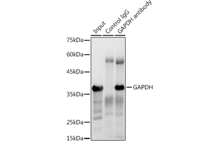 Western Blot - Anti-GAPDH Antibody (A17302) - Antibodies.com