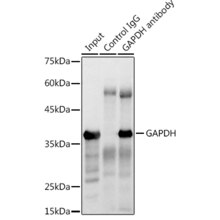 Western Blot - Anti-GAPDH Antibody (A17302) - Antibodies.com