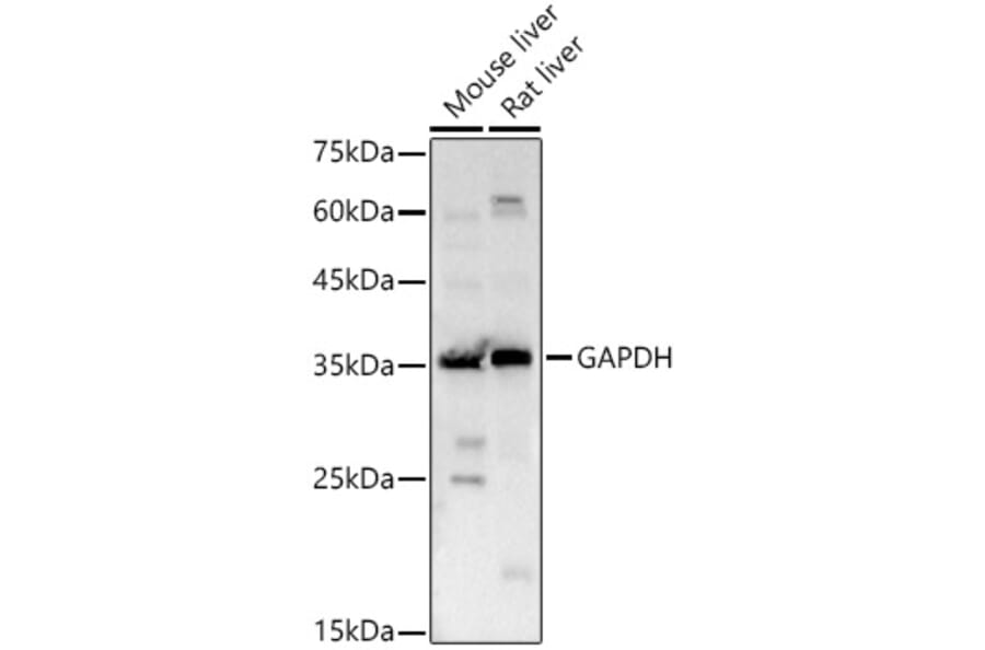 Western Blot - Anti-GAPDH Antibody (A17302) - Antibodies.com