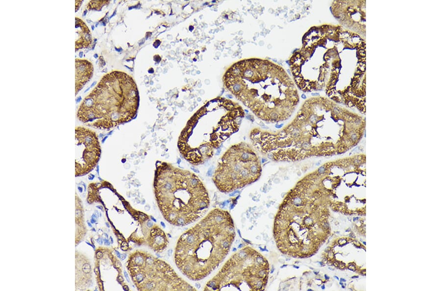 Immunohistochemistry - Anti-GAPDH Antibody (A17302) - Antibodies.com