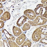 Immunohistochemistry - Anti-GAPDH Antibody (A17302) - Antibodies.com