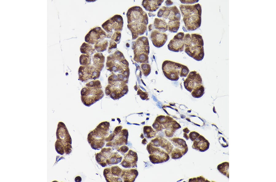 Immunohistochemistry - Anti-GAPDH Antibody (A17302) - Antibodies.com