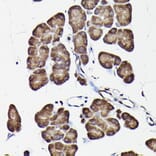 Immunohistochemistry - Anti-GAPDH Antibody (A17302) - Antibodies.com