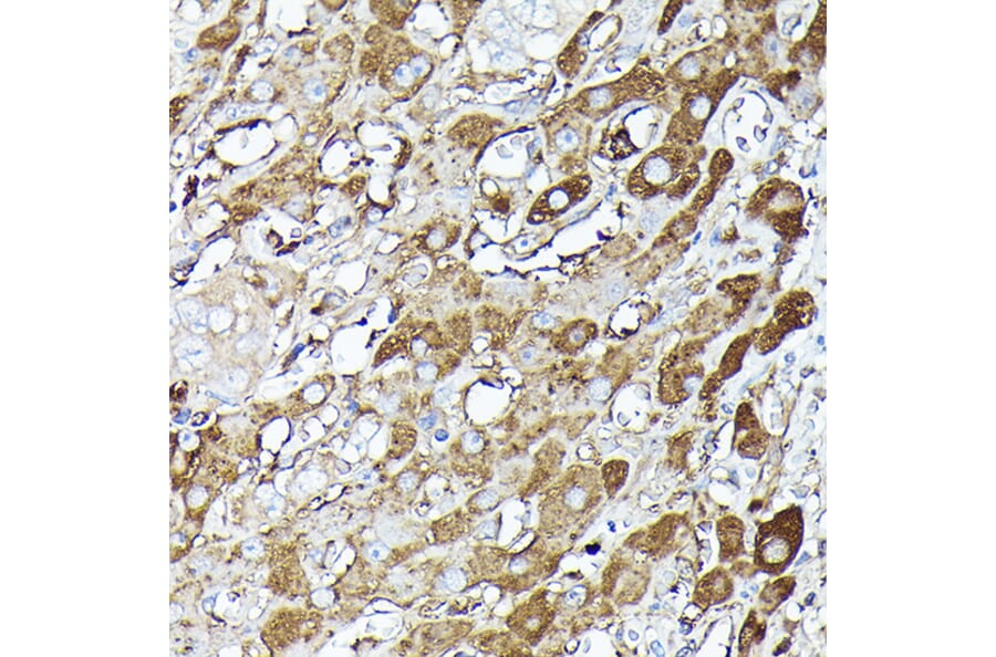 Immunohistochemistry - Anti-GAPDH Antibody (A17302) - Antibodies.com