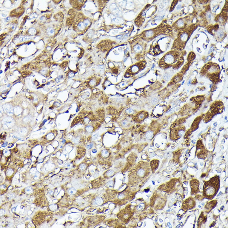 Immunohistochemistry - Anti-GAPDH Antibody (A17302) - Antibodies.com