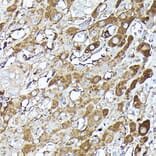 Immunohistochemistry - Anti-GAPDH Antibody (A17302) - Antibodies.com
