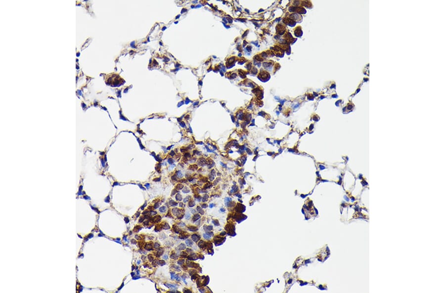 Immunohistochemistry - Anti-GAPDH Antibody (A17302) - Antibodies.com