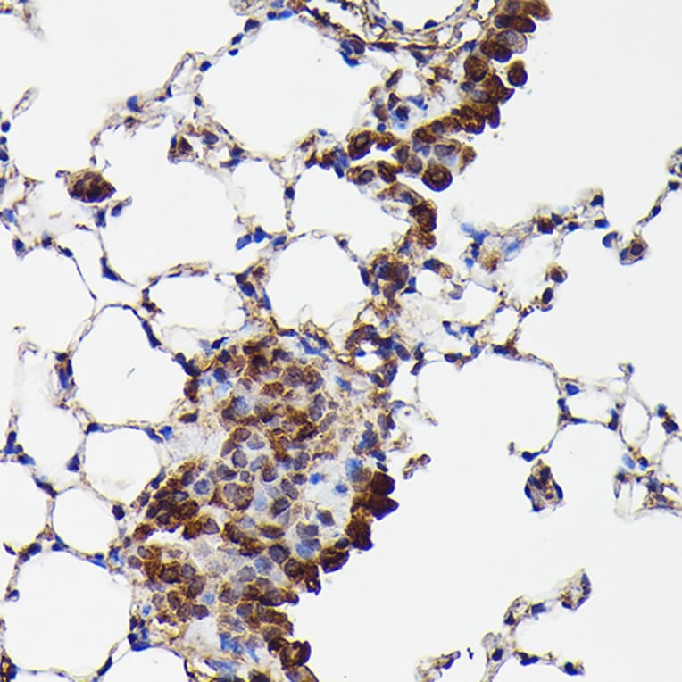 Immunohistochemistry - Anti-GAPDH Antibody (A17302) - Antibodies.com