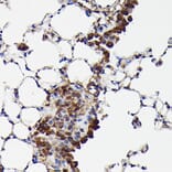 Immunohistochemistry - Anti-GAPDH Antibody (A17302) - Antibodies.com