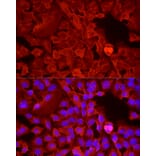 Immunofluorescence - Anti-GAPDH Antibody (A17302) - Antibodies.com