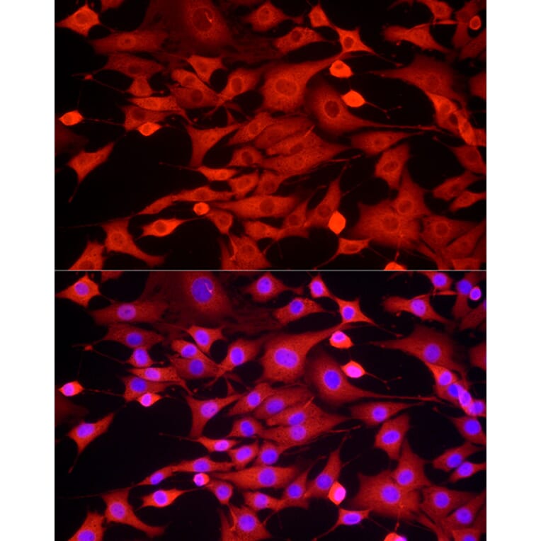 Immunofluorescence - Anti-GAPDH Antibody (A17302) - Antibodies.com