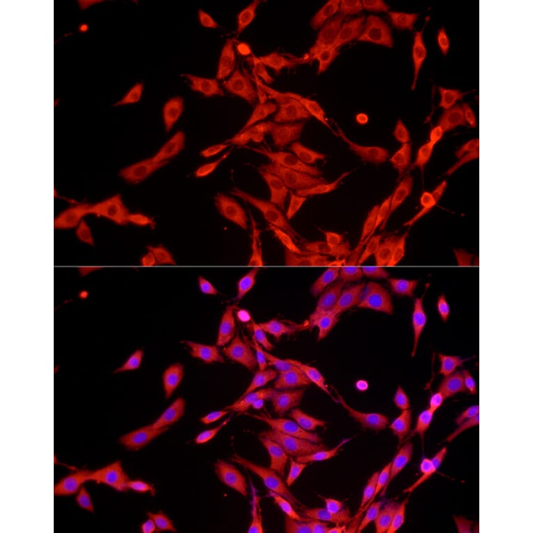 Immunofluorescence - Anti-GAPDH Antibody (A17302) - Antibodies.com