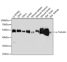 Western Blot - Anti-alpha Tubulin Antibody [AMC0479] (A17303) - Antibodies.com