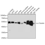 Western Blot - Anti-alpha Tubulin Antibody [AMC0479] (A17303) - Antibodies.com