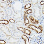 Immunohistochemistry - Anti-alpha Tubulin Antibody [AMC0479] (A17303) - Antibodies.com