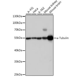 Western Blot - Anti-alpha Tubulin Antibody (A17304) - Antibodies.com