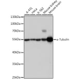 Western Blot - Anti-alpha Tubulin Antibody (A17304) - Antibodies.com