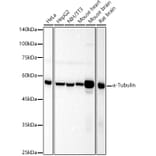 Western Blot - Anti-alpha Tubulin Antibody (A17304) - Antibodies.com