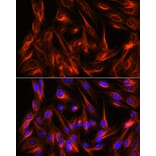 Immunofluorescence - Anti-alpha Tubulin Antibody (A17304) - Antibodies.com