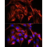 Immunofluorescence - Anti-alpha Tubulin Antibody (A17304) - Antibodies.com