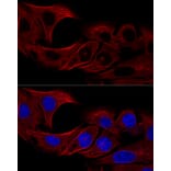 Immunofluorescence - Anti-alpha Tubulin Antibody (A17304) - Antibodies.com