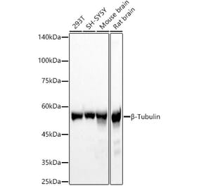 Western Blot - Anti-beta Tubulin Antibody (A17307) - Antibodies.com