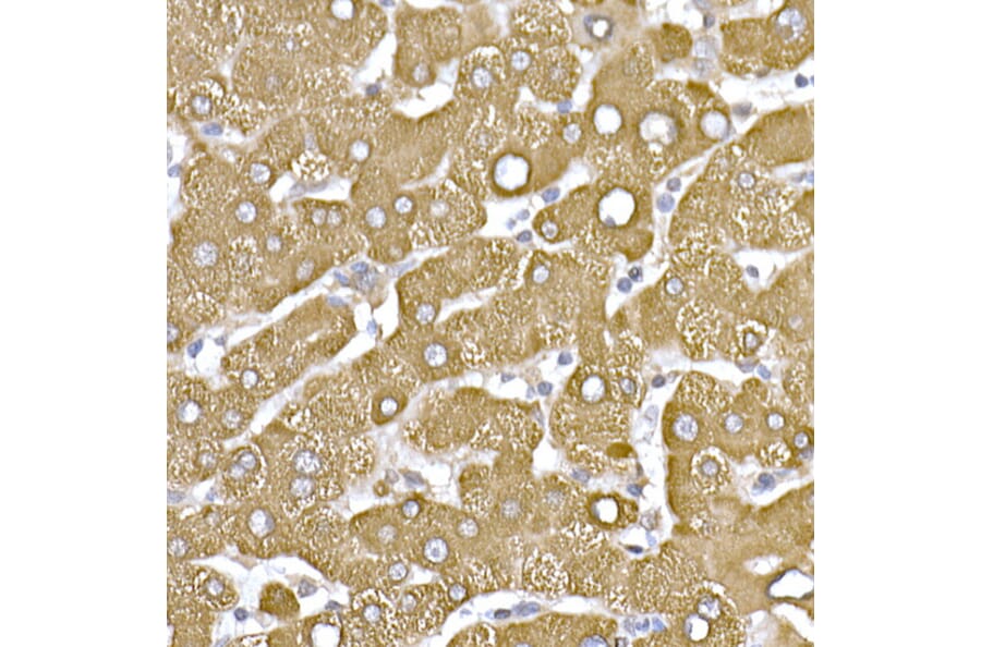 Immunohistochemistry - Anti-beta Tubulin Antibody (A17307) - Antibodies.com