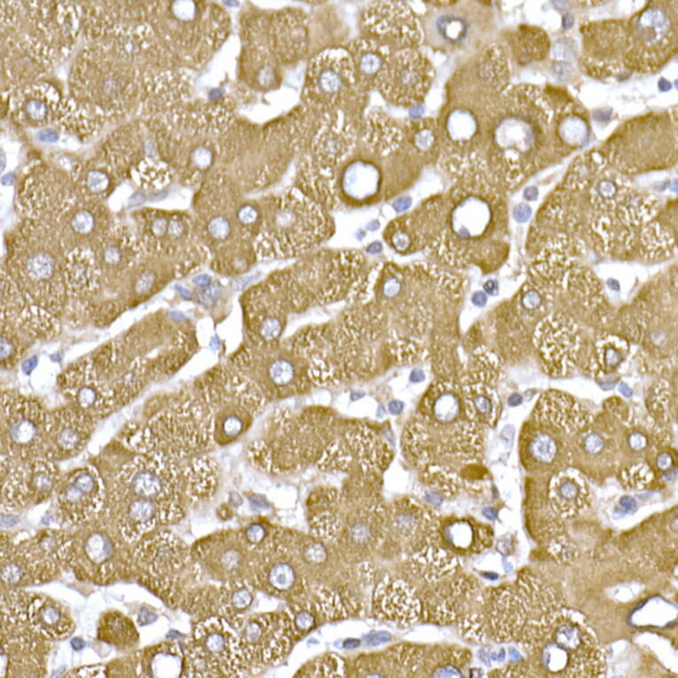 Immunohistochemistry - Anti-beta Tubulin Antibody (A17307) - Antibodies.com