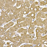 Immunohistochemistry - Anti-beta Tubulin Antibody (A17307) - Antibodies.com