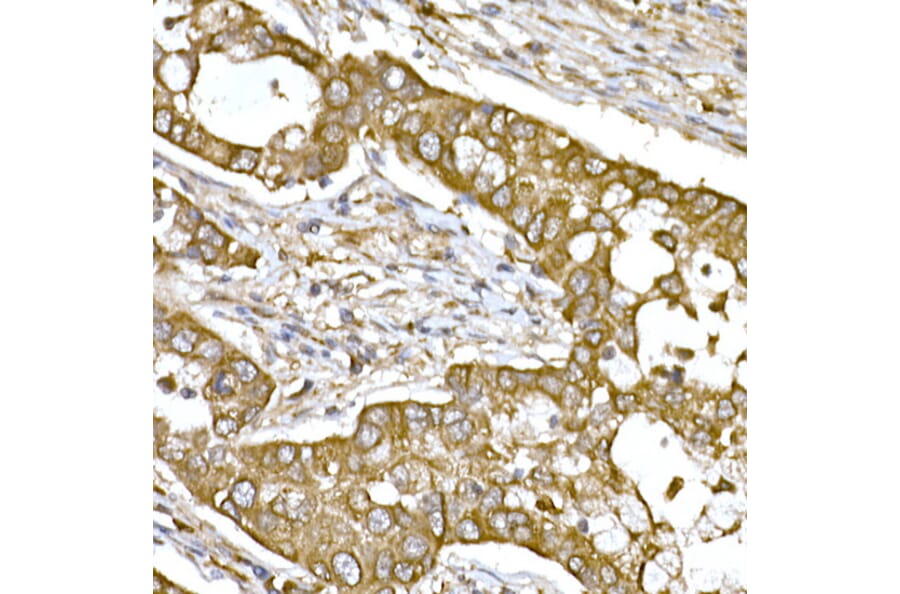 Immunohistochemistry - Anti-beta Tubulin Antibody (A17307) - Antibodies.com
