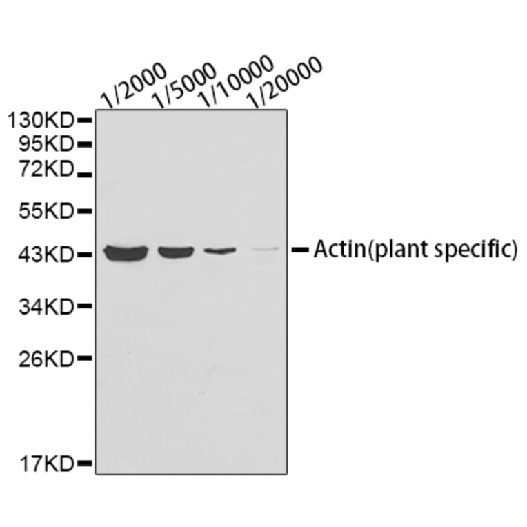 Western Blot - Anti-Actin (plant specific) Antibody [AMC0496] (A17309) - Antibodies.com