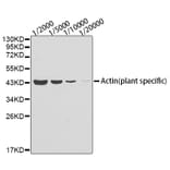 Western Blot - Anti-Actin (plant specific) Antibody [AMC0496] (A17309) - Antibodies.com