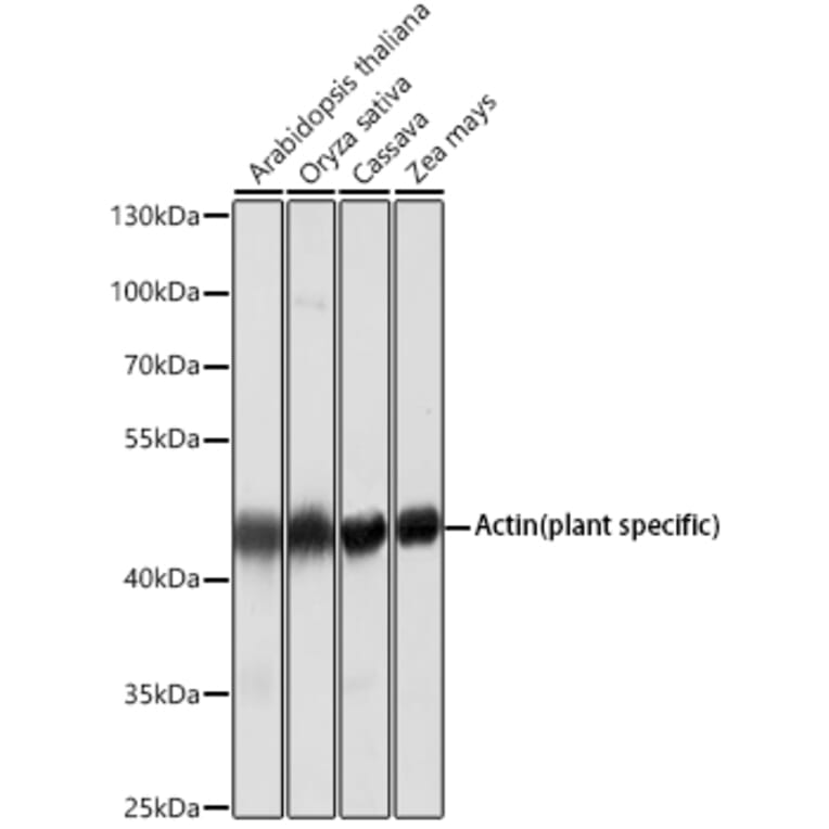 Western Blot - Anti-Actin (plant specific) Antibody [AMC0496] (A17309) - Antibodies.com