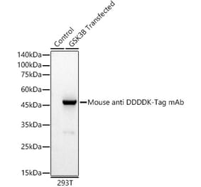 Western Blot - Anti-DDDDK Tag Antibody (A17310) - Antibodies.com