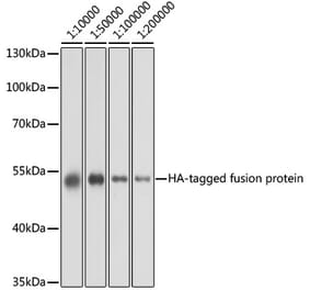 Western Blot - Anti-HA Tag Antibody [AMC0503] (A17312) - Antibodies.com
