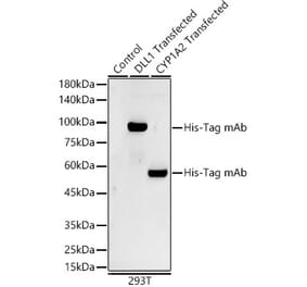 Western Blot - Anti-His Tag Antibody [AMC0149] (A17313) - Antibodies.com