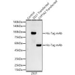 Western Blot - Anti-His Tag Antibody [AMC0149] (A17313) - Antibodies.com