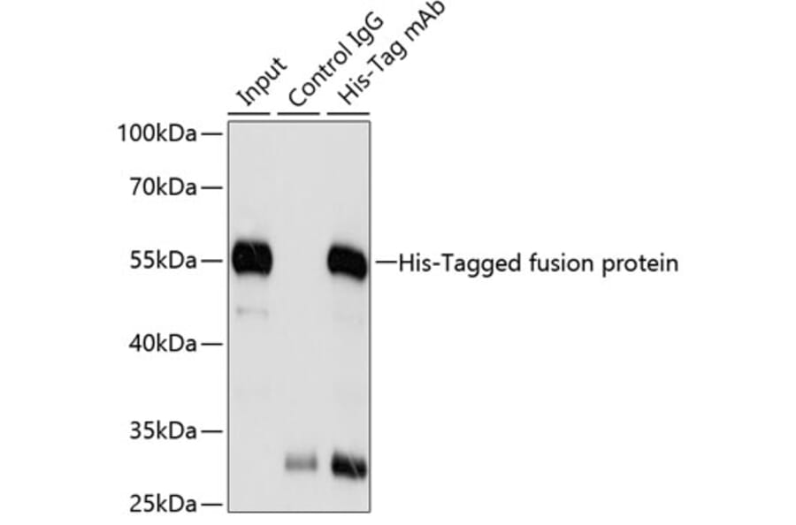 Immunoprecipitation - Anti-His Tag Antibody [AMC0149] (A17313) - Antibodies.com