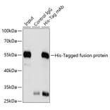 Immunoprecipitation - Anti-His Tag Antibody [AMC0149] (A17313) - Antibodies.com