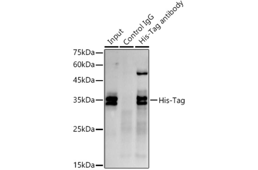 Western Blot - Anti-His Tag Antibody [AMC0149] (A17313) - Antibodies.com