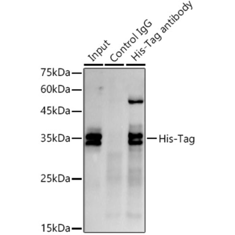 Western Blot - Anti-His Tag Antibody [AMC0149] (A17313) - Antibodies.com