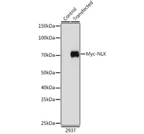 Western Blot - Anti-Myc Tag Antibody [AMC0504] (A17318) - Antibodies.com