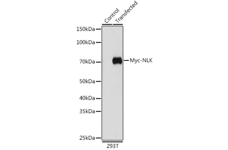 Western Blot - Anti-Myc Tag Antibody [AMC0504] (A17318) - Antibodies.com