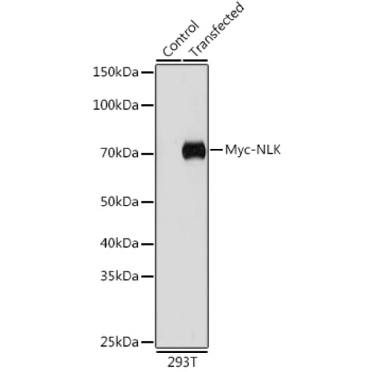 Western Blot - Anti-Myc Tag Antibody [AMC0504] (A17318) - Antibodies.com