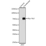 Western Blot - Anti-Myc Tag Antibody [AMC0504] (A17318) - Antibodies.com