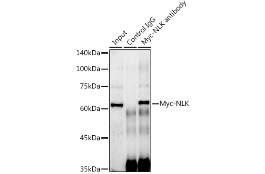 Western Blot - Anti-Myc Tag Antibody [AMC0504] (A17318) - Antibodies.com