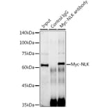 Western Blot - Anti-Myc Tag Antibody [AMC0504] (A17318) - Antibodies.com