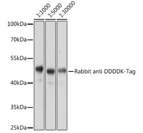 Western Blot - Anti-DDDDK Tag Antibody (A17320) - Antibodies.com