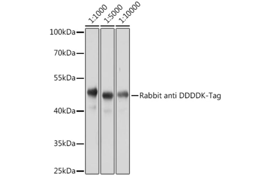 Western Blot - Anti-DDDDK Tag Antibody (A17320) - Antibodies.com